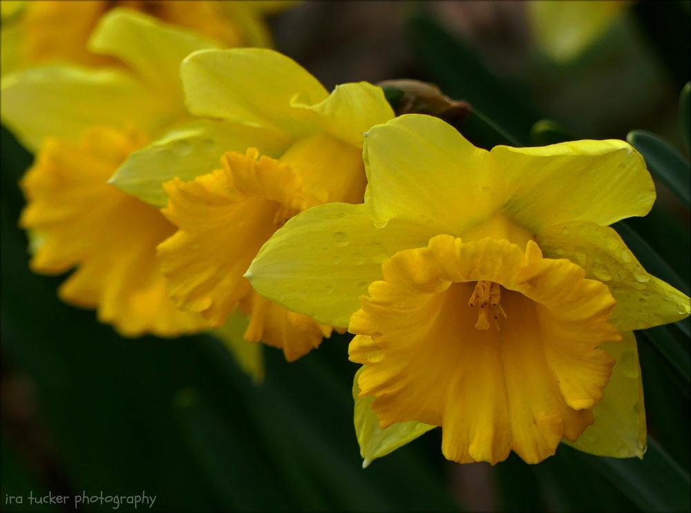 Photo of Trumpet daffodil (Narcissus 'Rijnveld's Early Sensation') uploaded by drirastucker