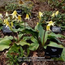 Location: RHS Harlow Carr gardens, Yorkshire, England UK 
Date: 2021-04-10
Erythronium 'Eirene'