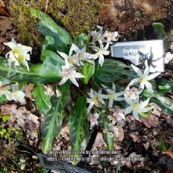 Location: RHS Harlow Carr gardens, Yorkshire, England UK 
Date: 2021-05-10
Erythronium californicum
