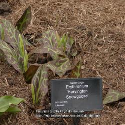 Location: RHS Harlow Carr gardens, Yorkshire, England UK 
Date: 2019-04-13
Erythronium 'Harvington Snowgoose'