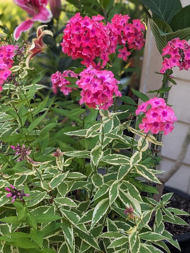 Photo of Variegated Garden Phlox (Phlox paniculata 'Becky Towe') uploaded by Joy