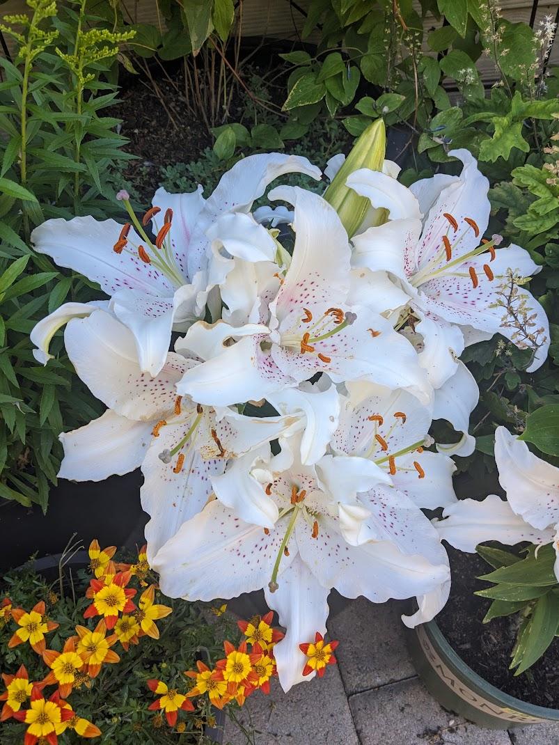 Photo of Oriental Lily (Lilium 'Muscadet') uploaded by Joy