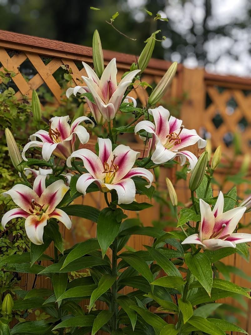 Photo of Lily (Lilium 'Nymph') uploaded by Joy