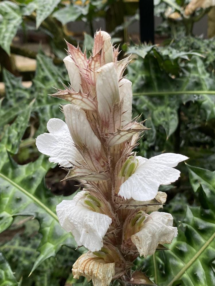 Photo of Mountain Thistle (Acanthus montanus) uploaded by SL_gardener