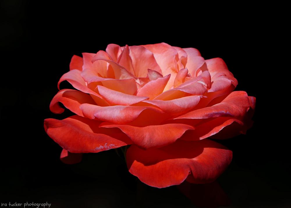 Photo of Rose (Rosa 'Brigadoon') uploaded by drirastucker