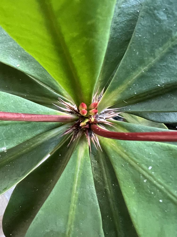 Photo of Crown of Thorns (Euphorbia milii) uploaded by Floridian
