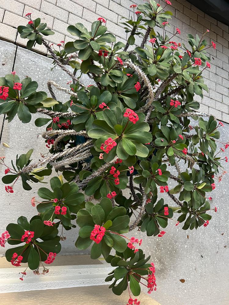 Photo of Crown of Thorns (Euphorbia milii) uploaded by Floridian