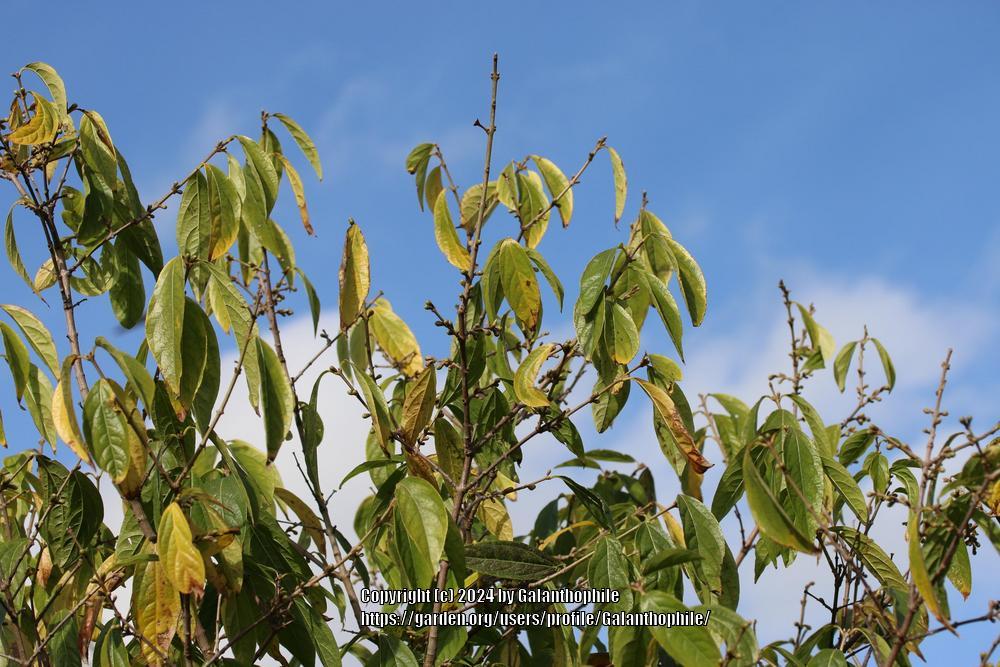 Photo of Fragrant Wintersweet Tree (Chimonanthus praecox) uploaded by Galanthophile