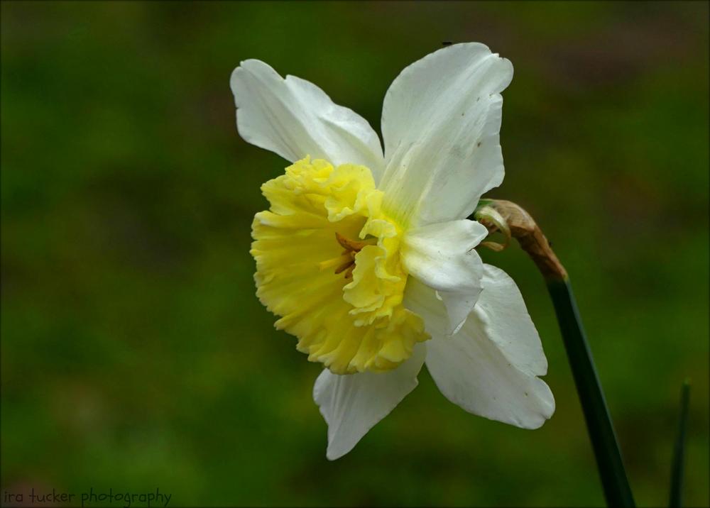 Photo of Large-Cupped Daffodil (Narcissus 'Ice Follies') uploaded by drirastucker