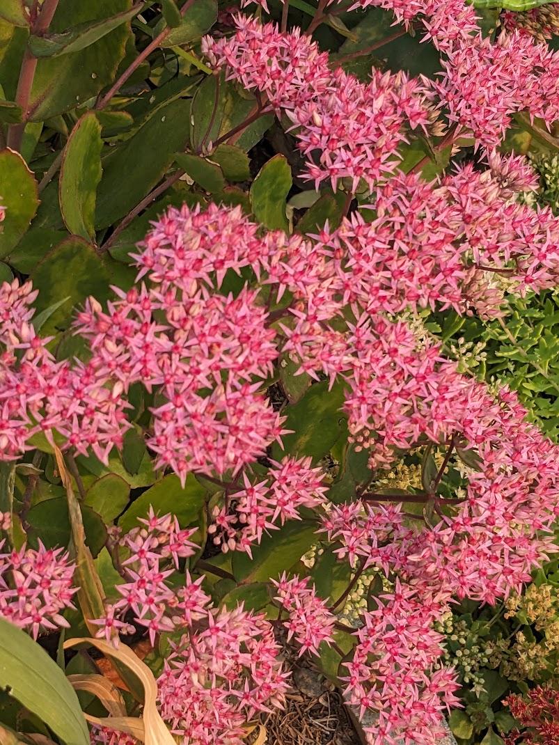 Photo of Stonecrop (Hylotelephium 'Cloud Walker') uploaded by Joy