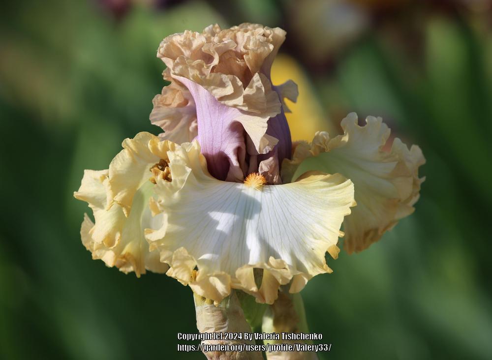 Photo of Tall Bearded Iris (Iris 'Colourable') uploaded by Valery33