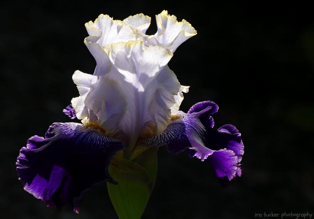 Photo of Tall Bearded Iris (Iris 'Slovak Prince') uploaded by drirastucker