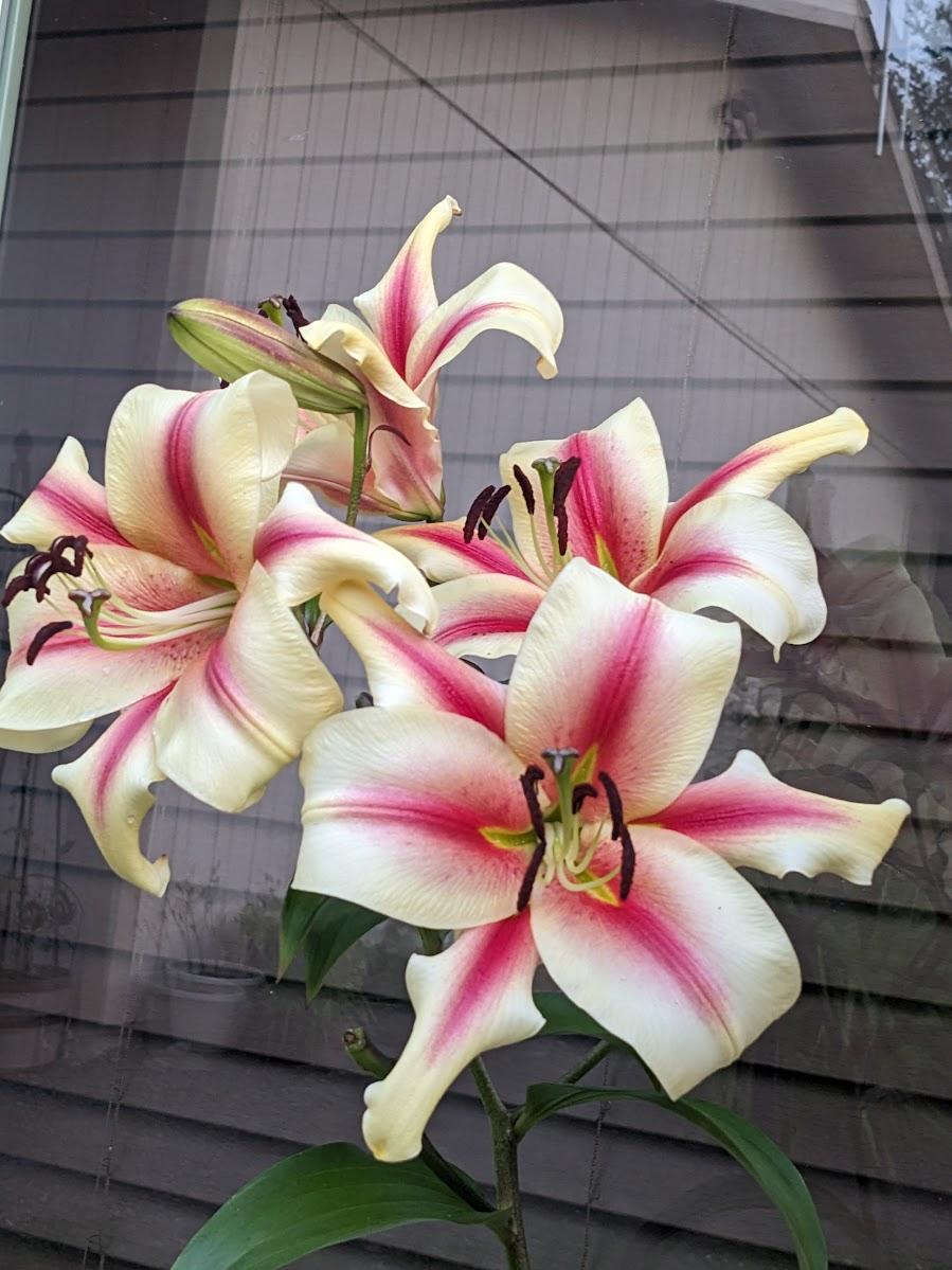 Photo of Lily (Lilium 'Lavon') uploaded by Joy