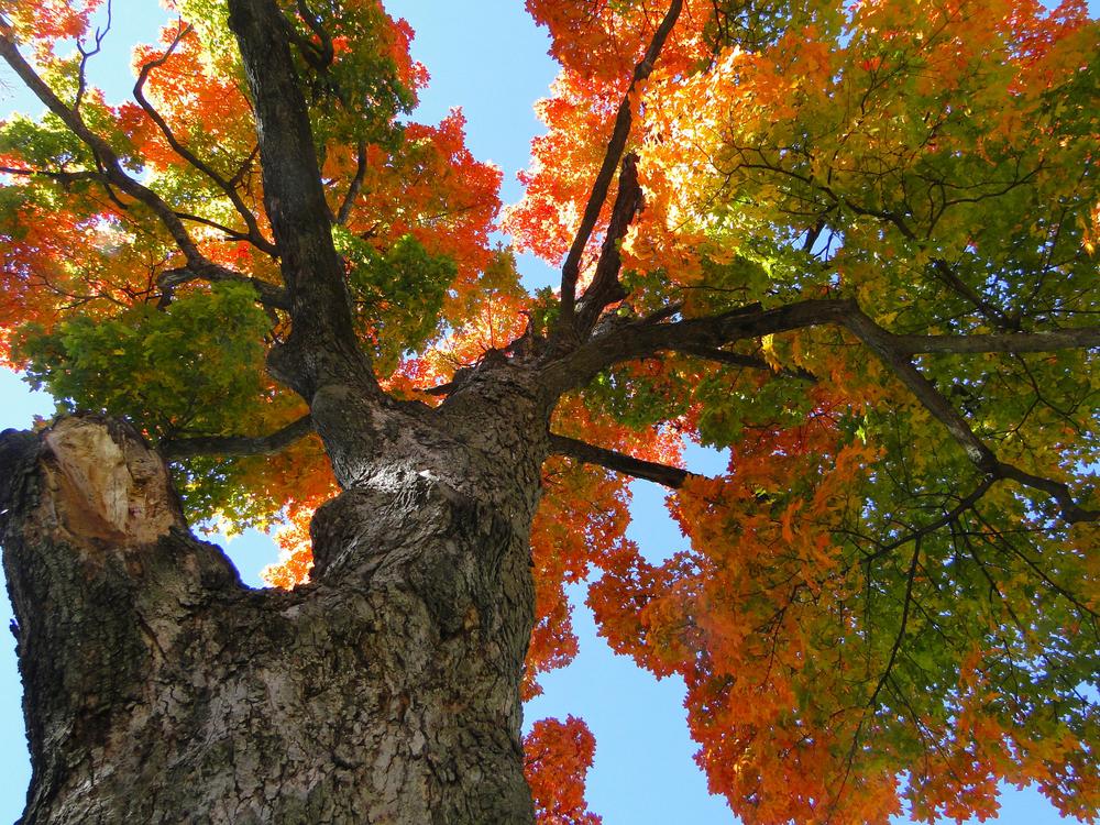 Photo of Sugar Maple (Acer saccharum) uploaded by lauriemorningglory