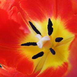 Location: southeast Nebraska 
Date: 2022-05-07
Fragrant, late blooming tulip