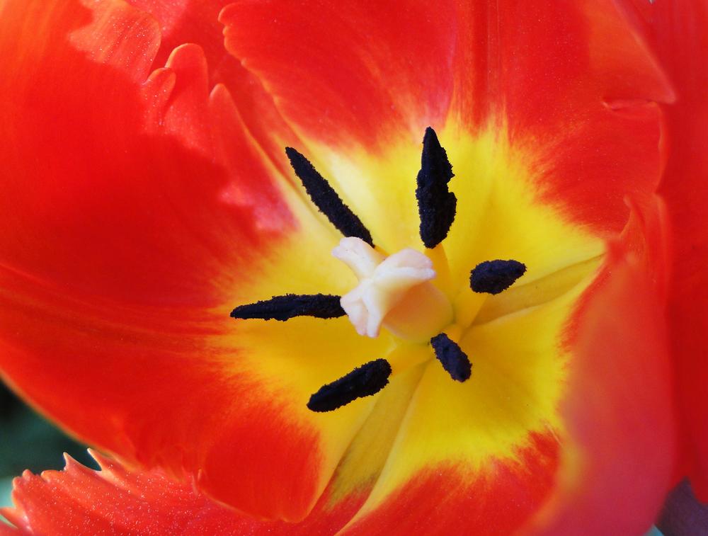Photo of Tulip (Tulipa 'Orange Favourite') uploaded by lauriemorningglory