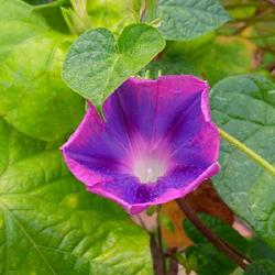 Location: Eastern half of Puerto Rico
Date: 9/30/23, 7:01 am
Grandpa Ott morning glory bloom with leaves visible.