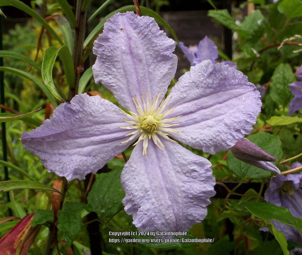 Photo of Clematis Blue Angel uploaded by Galanthophile