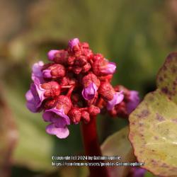 Location: Wallsend, Tyne and Wear, England UK 
Date: 2014-04-21
Bergenia crassifolia 'Purpurea'