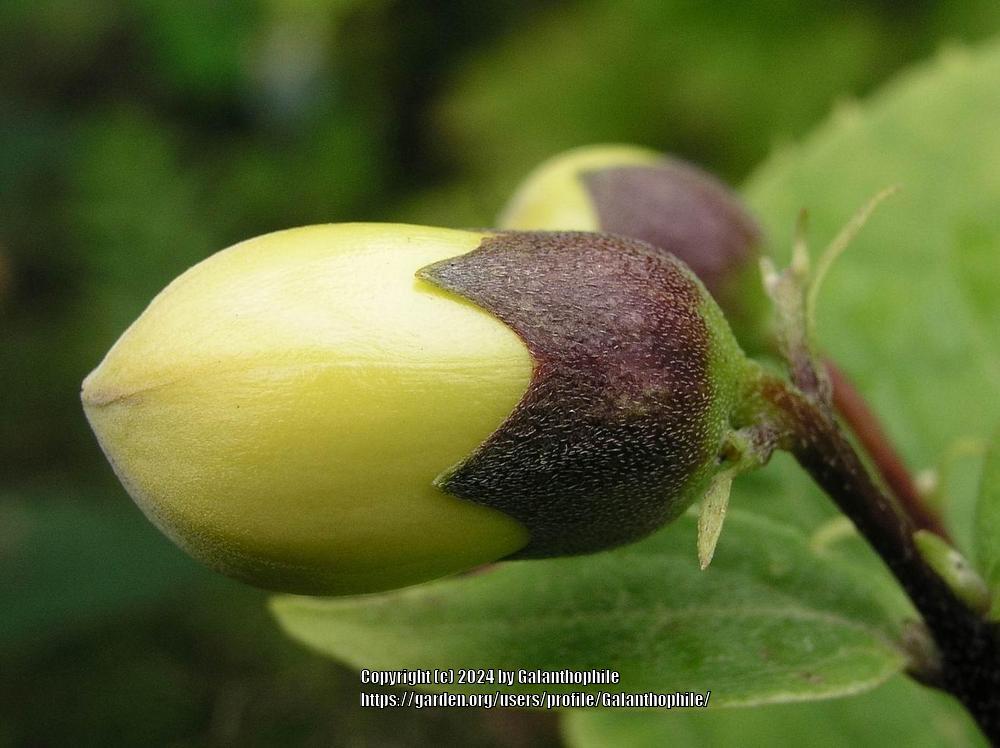 Photo of Yellow Wax Bells (Kirengeshoma palmata) uploaded by Galanthophile