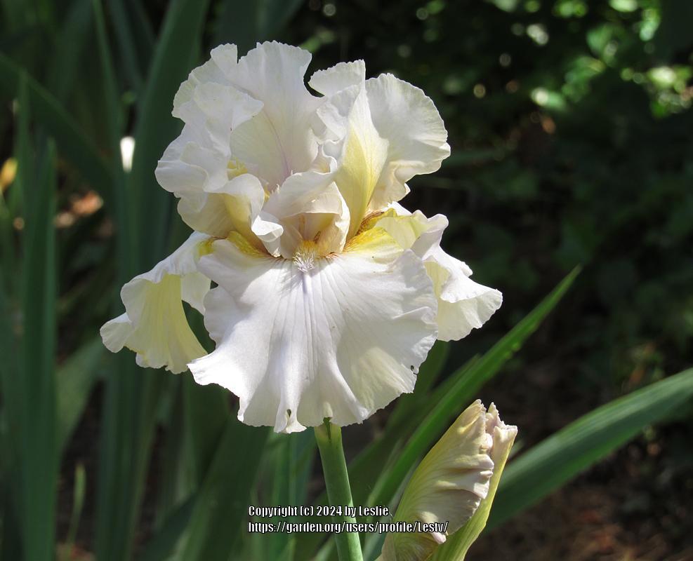 Photo of Tall Bearded Iris (Iris 'Calculated Grace') uploaded by Lestv