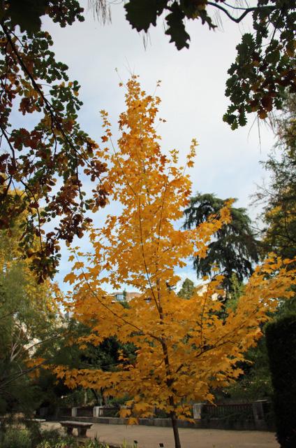 Photo of Sugar Maple (Acer saccharum) uploaded by RuuddeBlock