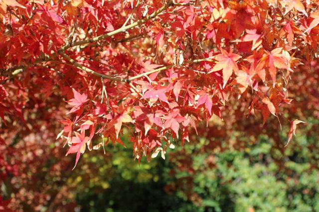 Photo of Japanese Maple (Acer palmatum) uploaded by RuuddeBlock