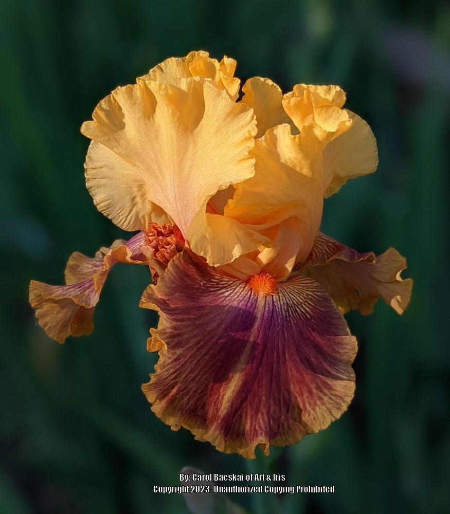 Photo of Tall Bearded Iris (Iris 'Bottle Rocket') uploaded by Artsee1