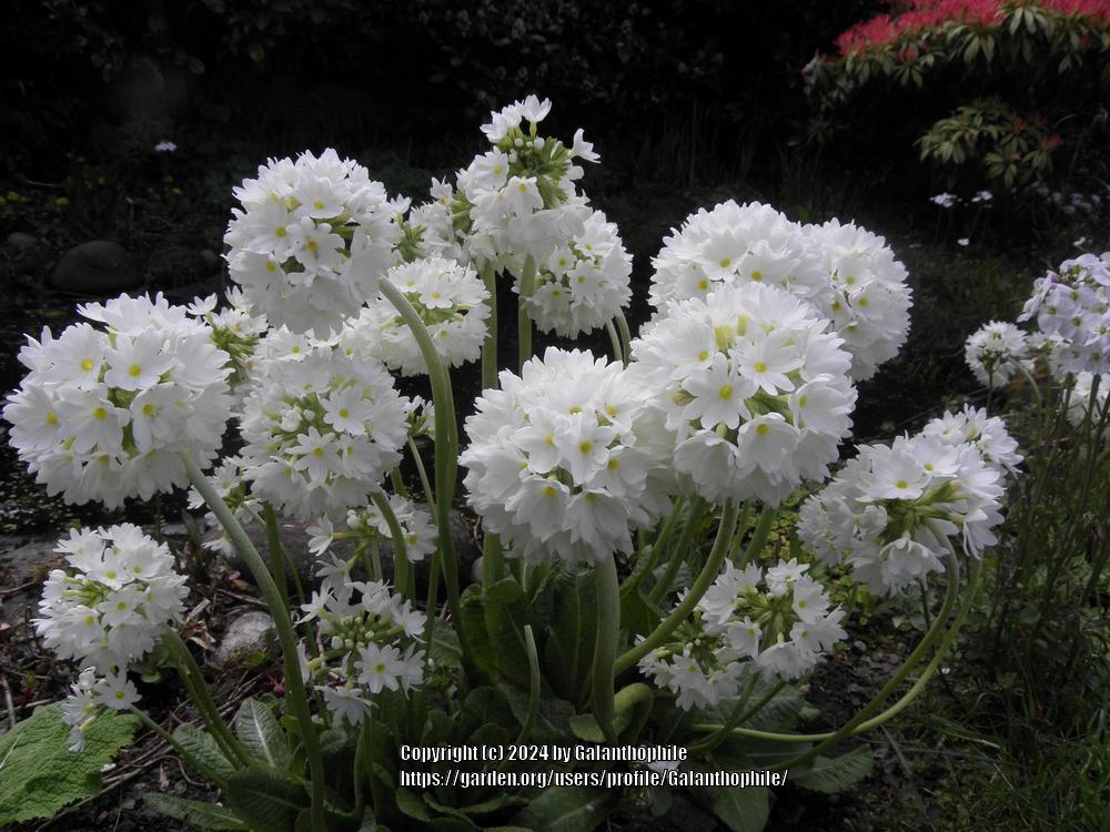 Photo of Drumstick Primrose (Primula denticulata 'Alba') uploaded by Galanthophile