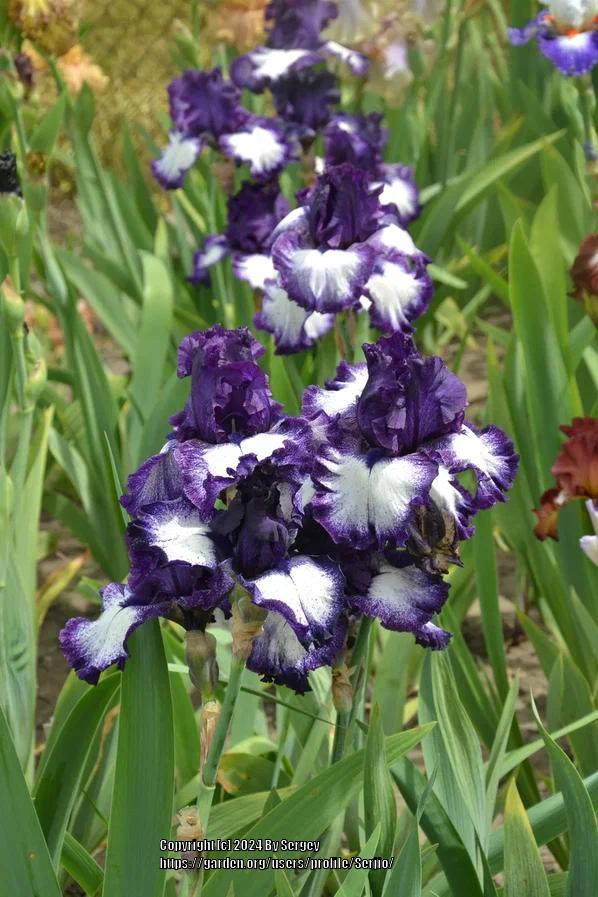 Photo of Tall Bearded Iris (Iris 'Grapetizer') uploaded by Serjio