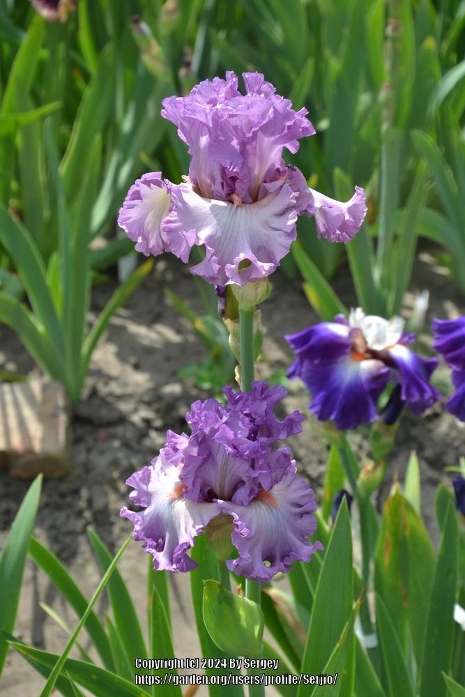 Photo of Tall Bearded Iris (Iris 'Edifice') uploaded by Serjio