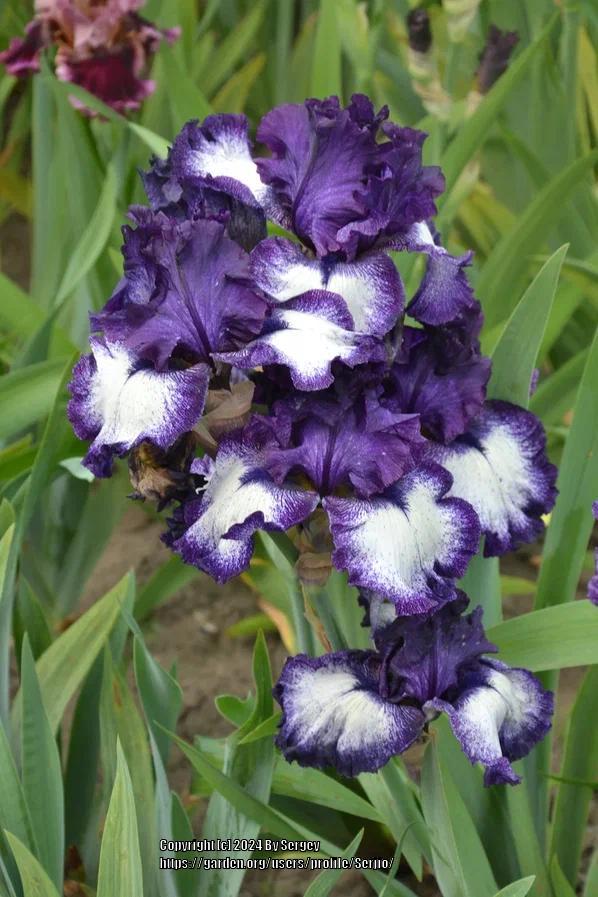 Photo of Tall Bearded Iris (Iris 'Grapetizer') uploaded by Serjio