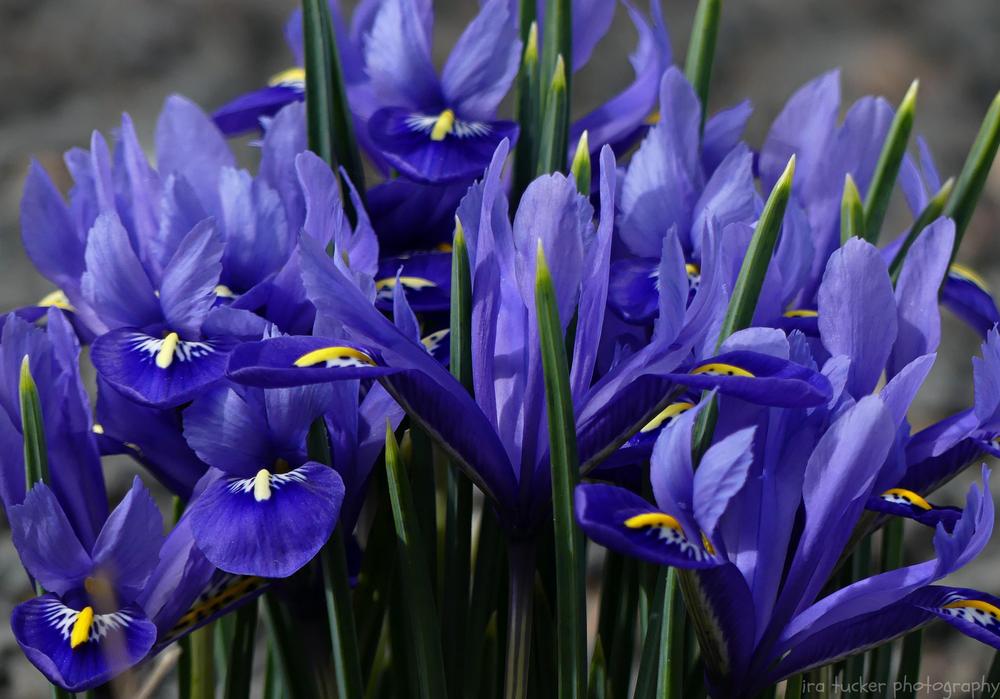 Photo of Reticulated Iris (Iris reticulata 'Harmony.') uploaded by drirastucker