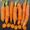 Carrot (Daucus carota var. sativus 'Mokum') harvested 14 Jan 2024