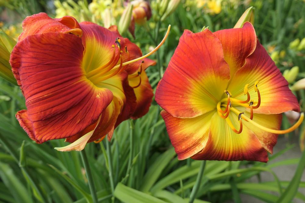 Photo of Daylily (Hemerocallis 'Evidence of Aliens') uploaded by Caruso