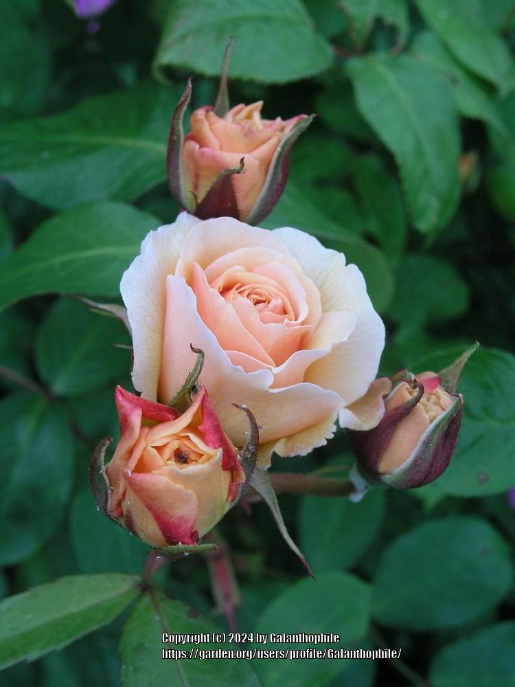 Photo of Rose (Rosa 'Sweet Juliet') uploaded by Galanthophile
