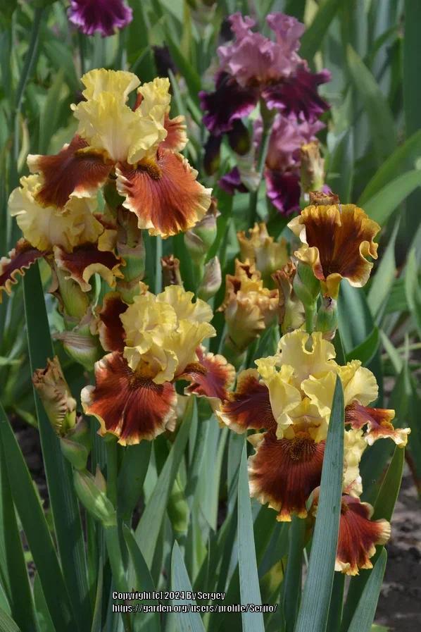 Photo of Tall Bearded Iris (Iris 'Seasons in the Sun') uploaded by Serjio