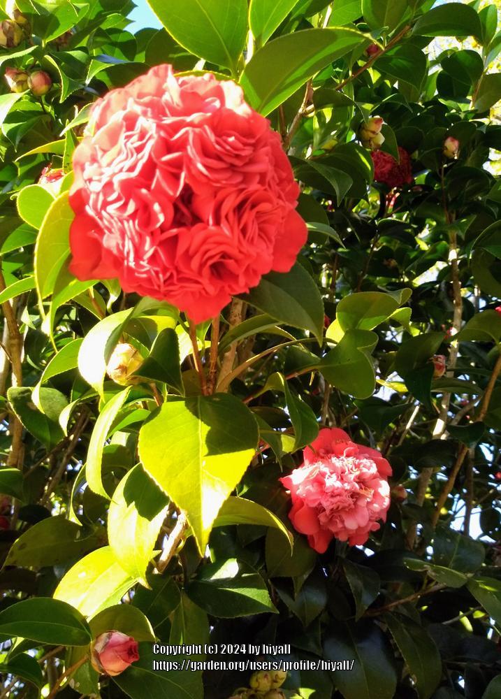 Photo of Camellias (Camellia) uploaded by hiyall