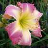 Photo courtesy of Mike Grossman/Northern Lights Daylilies.