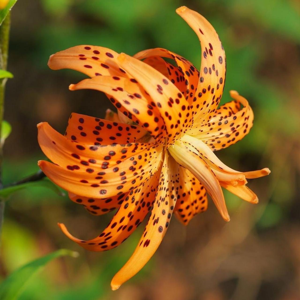 Photo of Double Tiger Lily (Lilium lancifolium 'Flore Pleno') uploaded by Joy