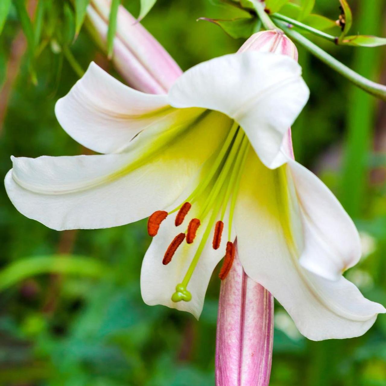Photo of Regal Lily (Lilium regale) uploaded by Joy
