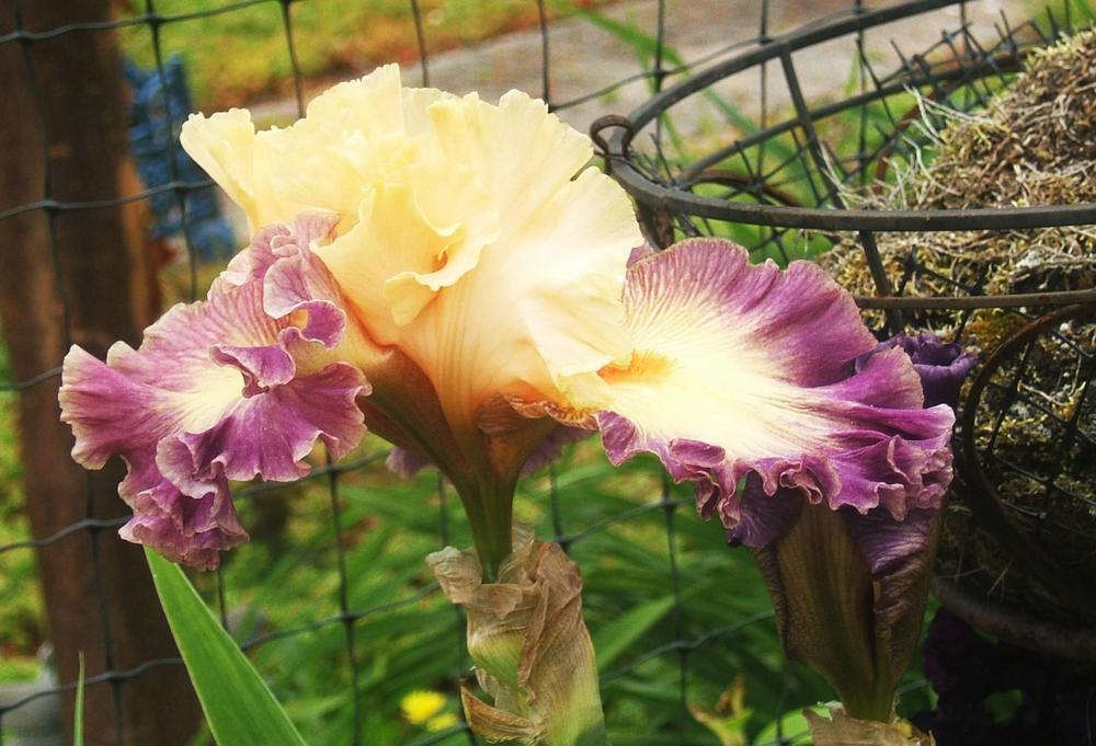 Photo of Tall Bearded Iris (Iris 'Celebratory') uploaded by pirl