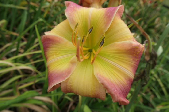 Photo of Daylily (Hemerocallis 'Forsyth Pink Flying Dragon') uploaded by Caruso