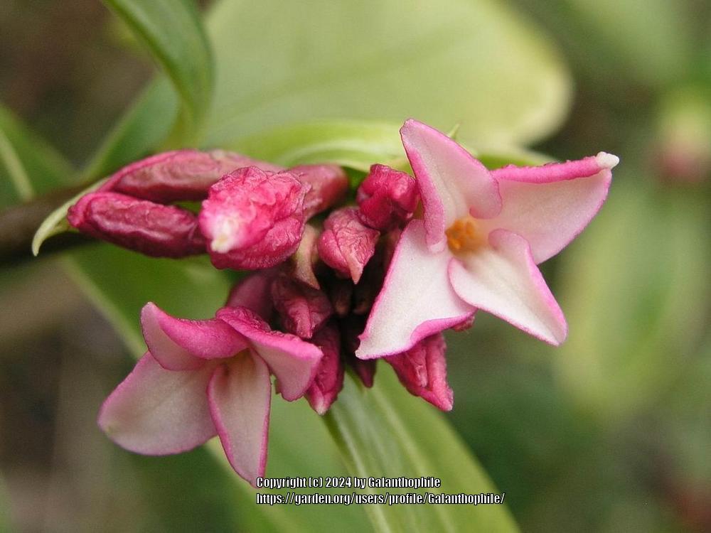 Photo of Variegated Winter Daphne (Daphne odora 'Aureo-Marginata') uploaded by Galanthophile