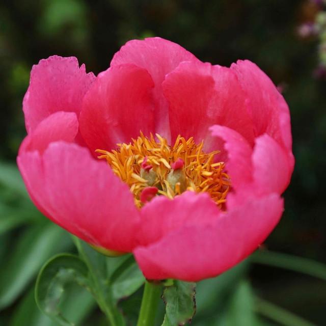 Photo of Garden Peony (Paeonia 'Coral Charm') uploaded by Joy
