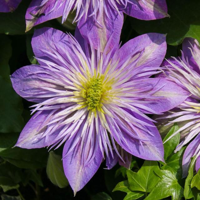 Photo of Clematis Crystal Fountain™ uploaded by Joy