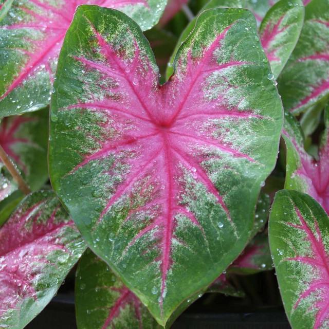 Photo of Fancy-leaf Caladium (Caladium 'Rosebud') uploaded by Joy