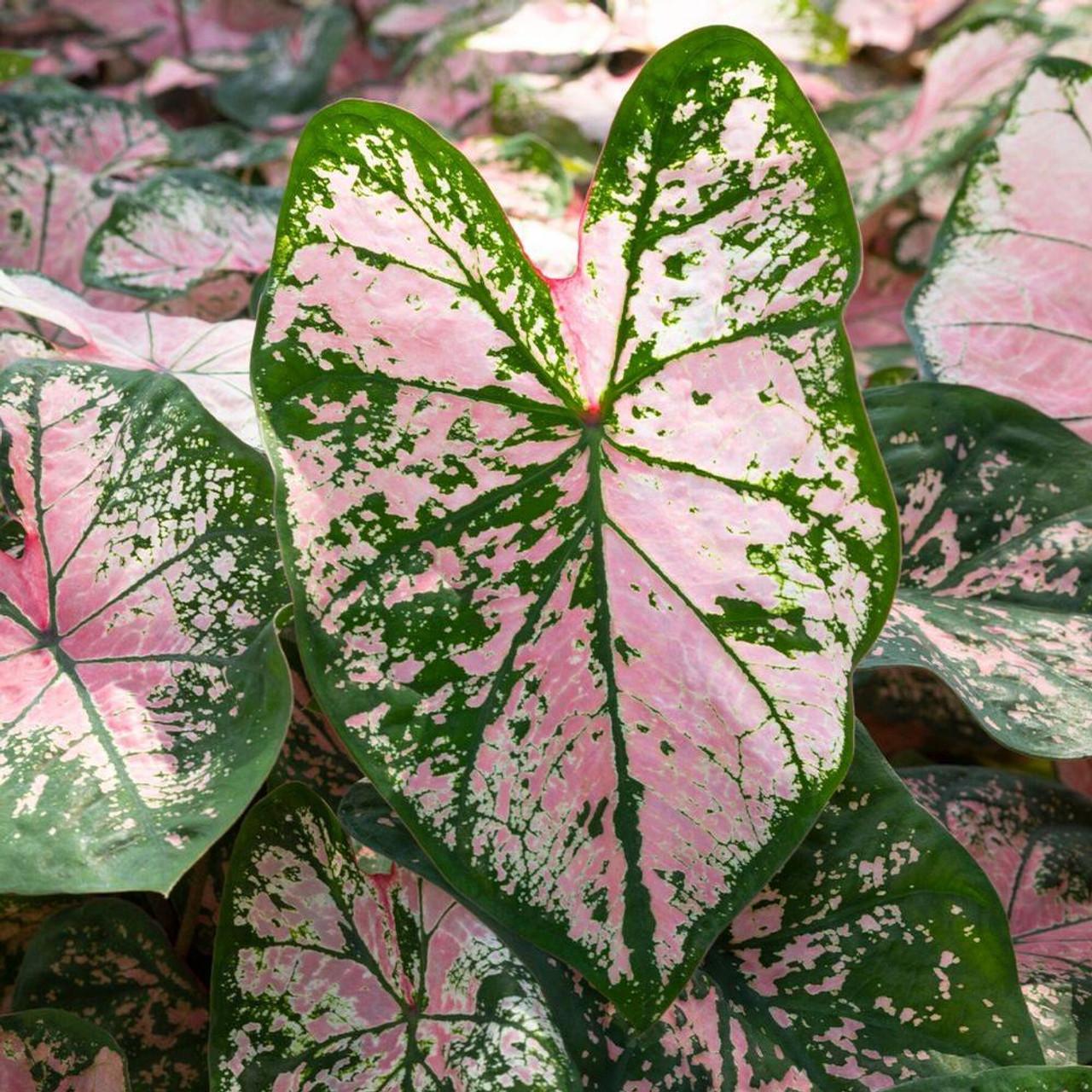 Photo of Fancy-leaf Caladium (Caladium 'Pink Cloud') uploaded by Joy