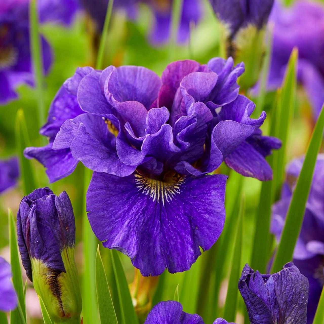 Photo of Siberian Iris (Iris 'Concord Crush') uploaded by Joy