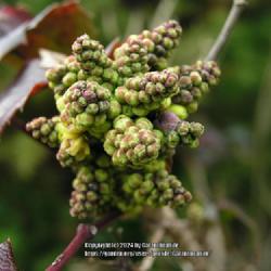 Location: Wallsend, Tyne and Wear, England UK 
Date: 4000-01-19
Mahonia aquifolium